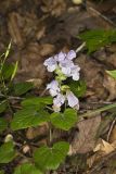 Meehan's Mint, Meehania cordata
