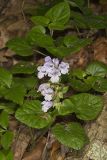 Meehan's Mint, Meehania cordata