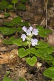 Meehan's Mint, Meehania cordata