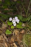Meehan's Mint, Meehania cordata