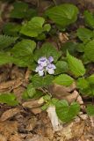 Meehan's Mint, Meehania cordata