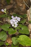 Meehan's Mint, Meehania cordata