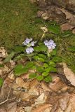 Meehan's Mint, Meehania cordata