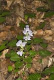 Meehan's Mint, Meehania cordata