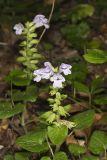 Meehan's Mint, Meehania cordata