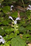 Meehan's Mint, Meehania cordata