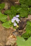 Meehan's Mint, Meehania cordata