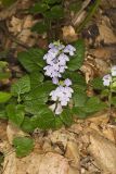 Meehan's Mint, Meehania cordata