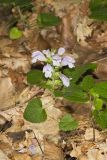 Meehan's Mint, Meehania cordata