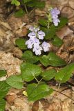 Meehan's Mint, Meehania cordata