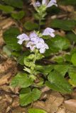 Meehan's Mint, Meehania cordata