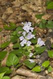 Meehan's Mint, Meehania cordata