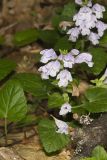 Meehan's Mint, Meehania cordata