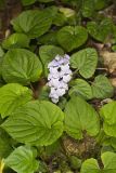 Meehan's Mint, Meehania cordata