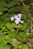 Meehan's Mint, Meehania cordata