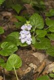 Meehan's Mint, Meehania cordata