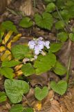 Meehan's Mint, Meehania cordata