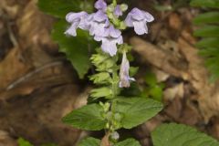 Meehan's Mint, Meehania cordata