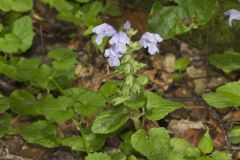 Meehan's Mint, Meehania cordata