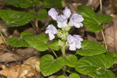 Meehan's Mint, Meehania cordata