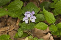 Meehan's Mint, Meehania cordata