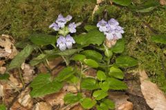 Meehan's Mint, Meehania cordata