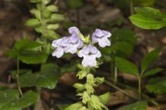 Meehan's Mint, Meehania cordata