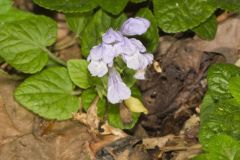 Meehan's Mint, Meehania cordata