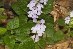 Meehan's Mint, Meehania cordata