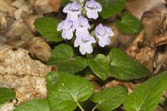 Meehan's Mint, Meehania cordata