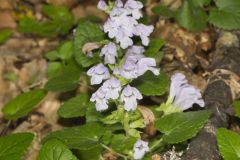 Meehan's Mint, Meehania cordata