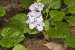 Meehan's Mint, Meehania cordata