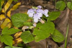 Meehan's Mint, Meehania cordata