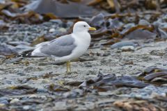 Mew Gull