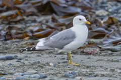 Mew Gull, Larus canus