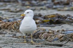 Mew Gull, Larus canus