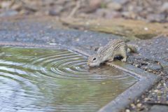 Mexican Ground Squirrel, Ictidomys mexicanus
