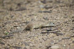 Mexican Ground Squirrel, Ictidomys mexicanus