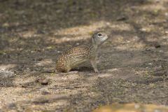 Mexican Ground Squirrel, Ictidomys mexicanus