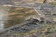 Mexican Ground Squirrel, Ictidomys mexicanus