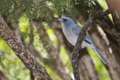 Mexican Jay, Aphelocoma wollweberi
