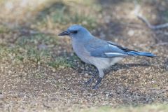 Mexican Jay, Aphelocoma wollweberi