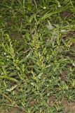 Mexican Tea, Dysphania ambrosioides