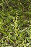 Mexican Tea, Dysphania ambrosioides
