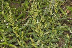 Mexican Tea, Dysphania ambrosioides