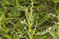 Mexican Tea, Dysphania ambrosioides