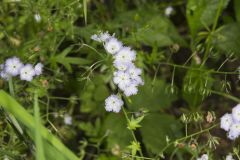 Miami Mist, Phacelia purshii Miami Mist, Phacelia purshii