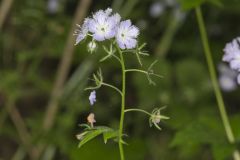 Miami Mist, Phacelia purshii