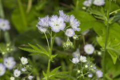 Miami Mist, Phacelia purshii Miami Mist, Phacelia purshii