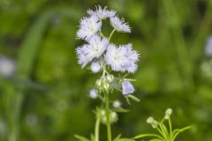 Miami Mist, Phacelia purshii Miami Mist, Phacelia purshii
